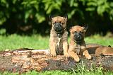 MALINOIS 1073